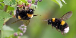 Néonicotinoïdes et pollinisateurs : deux nouvelles études prouvent leurs effets néfastes