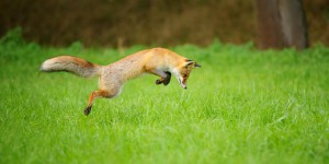 La protection des renards permet de faire diminuer la maladie de Lyme