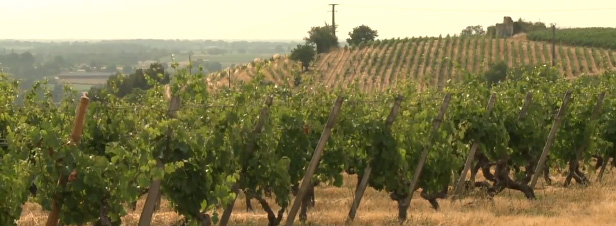 [VIDEO] Le vin naturel, plus bio que bio ?