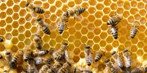 Abeilles : les apiculteurs dénoncent l'autorisation d'un nouveau néonicotinoïde en France 