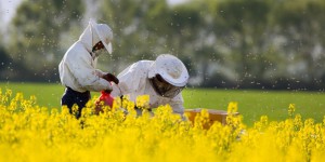 Pesticides sulfoxaflor et abeilles : l'Anses réexaminera leur autorisation