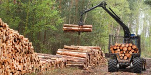 Investissement forestier : le dispositif Défi-Forêt sera prolongé jusqu'en 2020