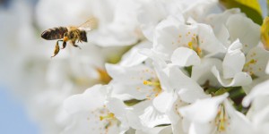 Pesticides néonicotinoïdes: l'Efsa finalisera son évaluation des risques pour les abeilles en février 2018