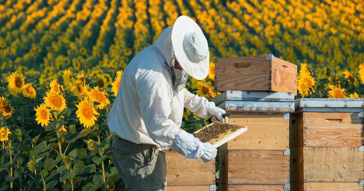 Pesticides sulfoxaflor et abeilles : l'Anses renvoie la balle au gouvernement