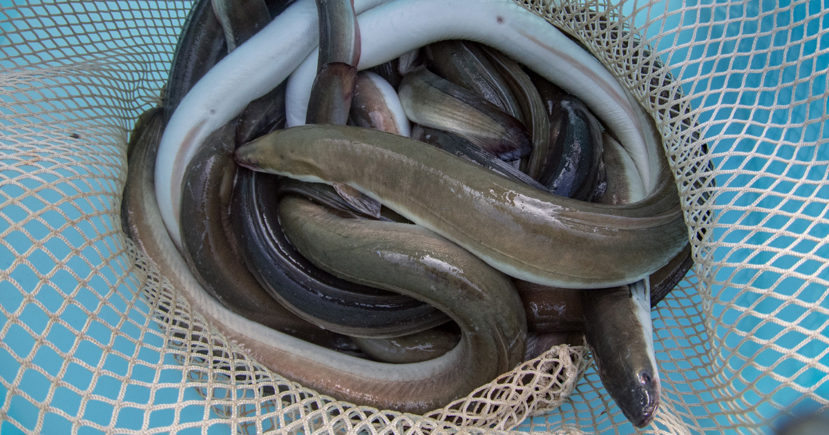 En 2018, l'UE interdira pendant trois mois de pêcher les anguilles