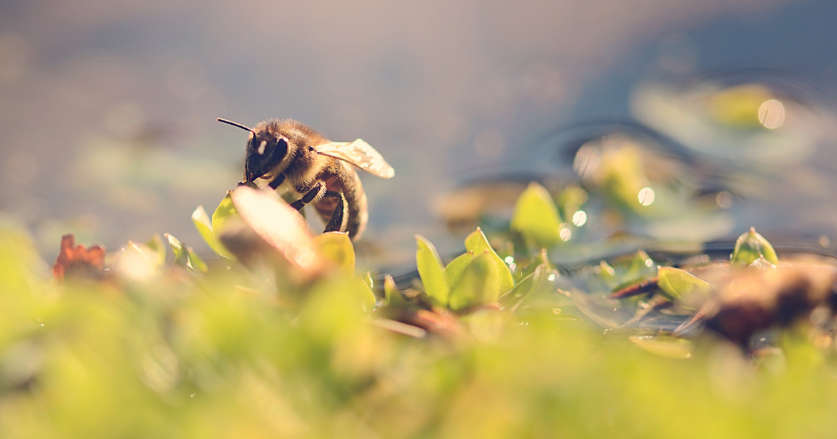 Déclin des populations d'abeilles : la Commission européenne lance une consultation publique