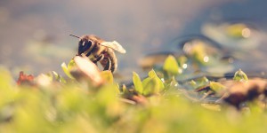 Déclin des populations d'abeilles : la Commission européenne lance une consultation publique