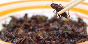 Une nouvelle réglementation encadre les risques présentés par les élevages d'insectes