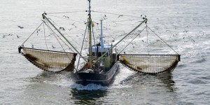 Le Parlement européen veut une interdiction totale de la pêche électrique
