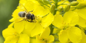 Néonicotinoïdes : l'agence européenne pour la sécurité des aliments confirme le risque pour les abeilles