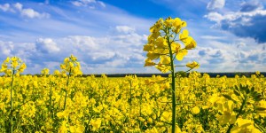 La Commission européenne approuve le rachat de Monsanto par Bayer