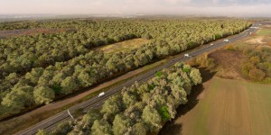 Ile-de-France : une forêt s'installe sur des sols pollués