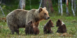 Ours : l'Etat condamné pour carence dans son obligation de conservation de l'espèce