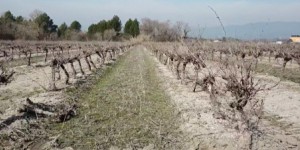 [VIDEO] De la vigne pour alimenter les centrales biomasse ?