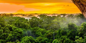 La Cour suprême de Colombie déclare l'Amazonie sujet de droit