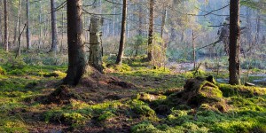 La justice européenne condamne la Pologne pour destruction de la forêt de Bialowieska
