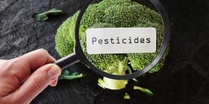 Toxicité cumulée des pesticides : l'Efsa finalisera ses premières évaluations d'ici fin 2018
