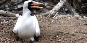 Les cycles océaniques pourraient nuire à la survie d'oiseaux marins