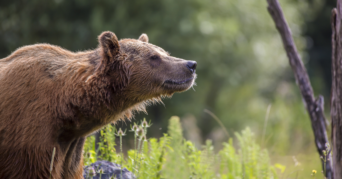Le nouveau plan ours vise à maintenir une population d'une cinquantaine d'individus