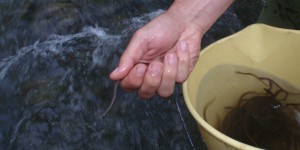 Quatre organismes de recherche français se mobilisent pour la survie de l'anguille européenne