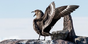 Des pesticides interdits empoisonnent toujours les oiseaux marins de l'Antarctique