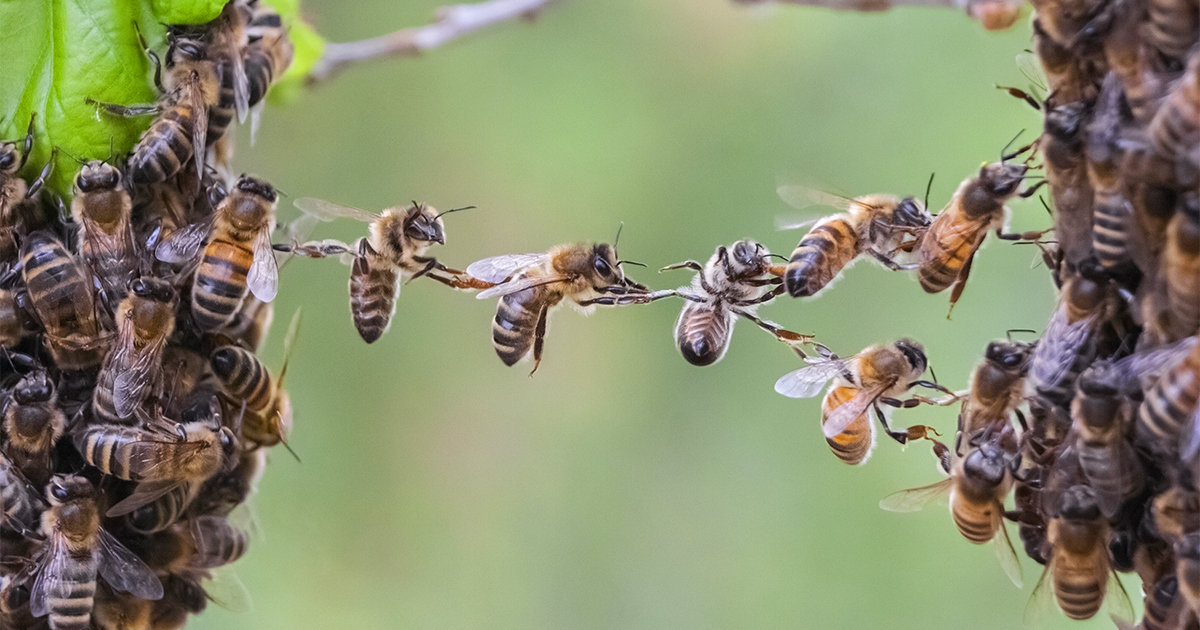 Une première journée mondiale dédiée aux abeilles