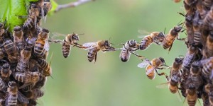 Une première journée mondiale dédiée aux abeilles