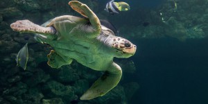 Protection de la biodiversité marine : l'AFB installe son comité d'orientation 