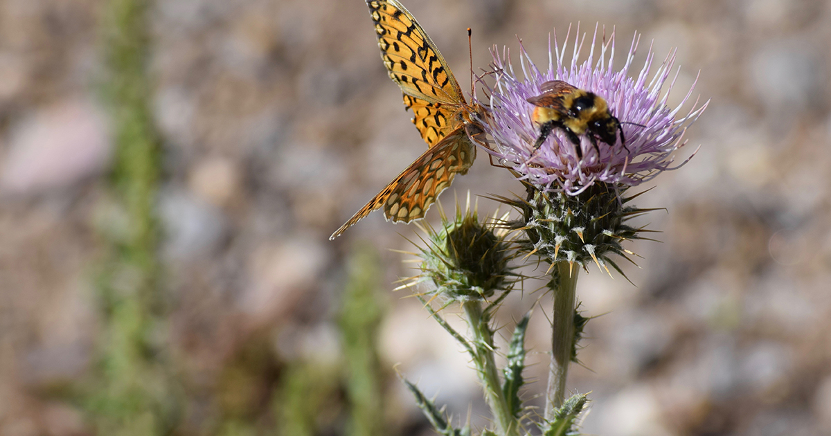 Insectes pollinisateurs : la Commission européenne propose des mesures pour ralentir leur déclin