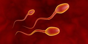 Baisse de la fertilité masculine : les perturbateurs endocriniens à nouveau mis en cause