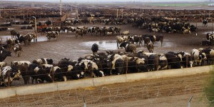 Climat : un rapport épingle les 35 plus grosses entreprises mondiales de viande et de produits laitiers