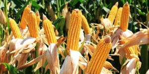La Commission européenne délivre de nouvelles autorisations d'OGM tolérants au glyphosate
