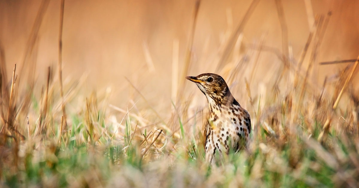 Oiseaux : le ministère de l'Ecologie légitime les chasses traditionnelles
