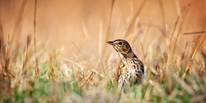 Oiseaux : le ministère de l'Ecologie légitime les chasses traditionnelles