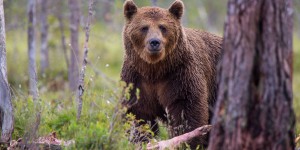Pyrénées-Atlantiques : François de Rugy confirme le lâcher de deux ourses en octobre
