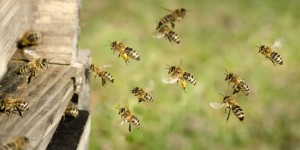 Risques des pesticides sur les pollinisateurs : Pollinis dénonce l'opacité de la Commission européenne