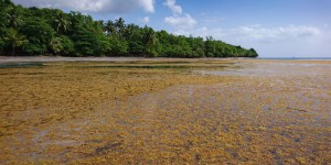 Antilles : la recherche s'accélère pour valoriser les algues sargasses