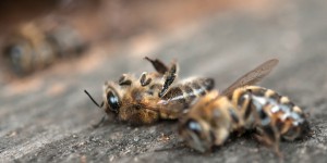 Une enquête du ministère de l'Agriculture constate une surmortalité des abeilles cet hiver