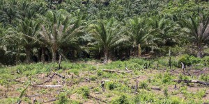 Le gouvernement refuse de modifier la fiscalité favorable à l'huile de palme