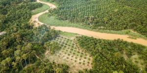 L'Etat ne devra plus acheter des produits contribuant à la déforestation importée en 2022