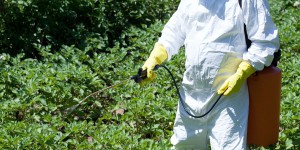 L'ONF met fin à l'utilisation du glyphosate dans les forêts publiques