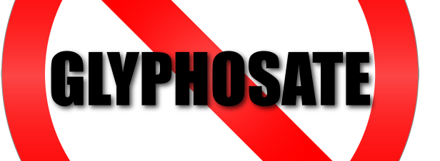 L'Anses retire 132 autorisations de produits à base de glyphosate