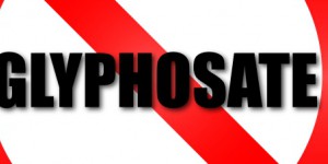 L'Anses retire 132 autorisations de produits à base de glyphosate