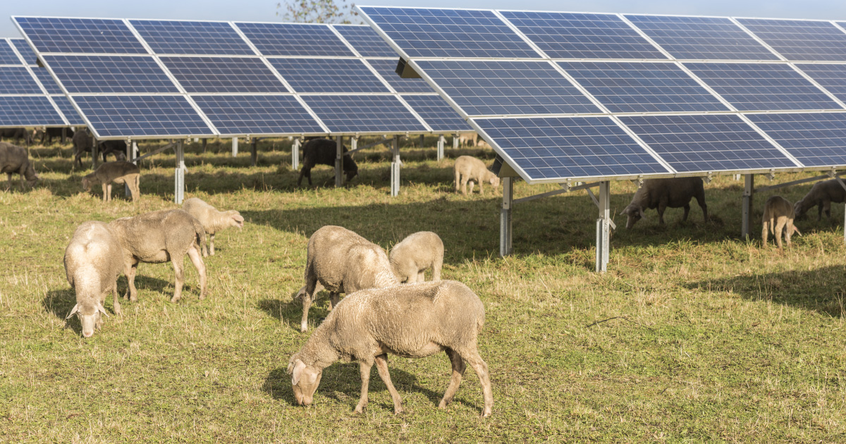 Terres agricoles : la nouvelle frontière du photovoltaïque au sol