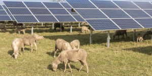 Terres agricoles : la nouvelle frontière du photovoltaïque au sol