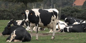 [VIDEO] Élevage laitier : l'objectif des fermes 'bas carbone'