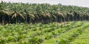 Le Sénat réintègre la niche fiscale favorable aux biocarburants à base d'huile de palme 'durable'