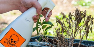 La vente de pesticides aux jardiniers amateurs est interdite à compter du 1er janvier