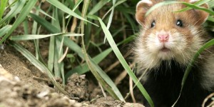 Hamster d'Alsace : consultation sur le plan d'actions sur fond de grand contournement