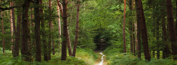 Deux visions de la nature s'affrontent dans la forêt de Romainville